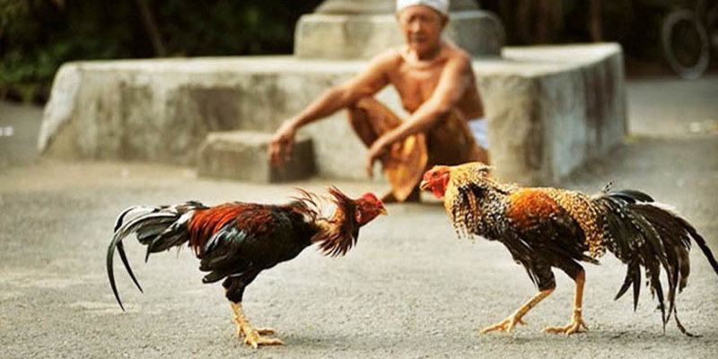 Kỹ thuật chơi đá gà cực đỉnh bạn đã biết? 6 giữ vững lập trường khi chơi đá gà